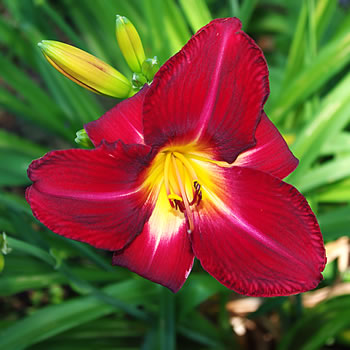 Hemerocallis Red Volunteer